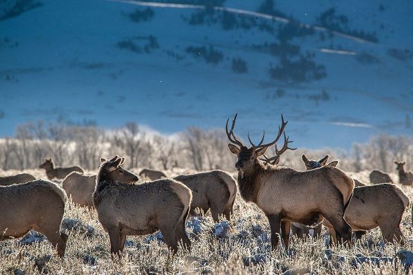 Bull elk towers over his harem of four females Grand Teton National Park-Wyoming